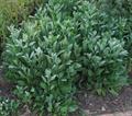 Tanacetum balsamita